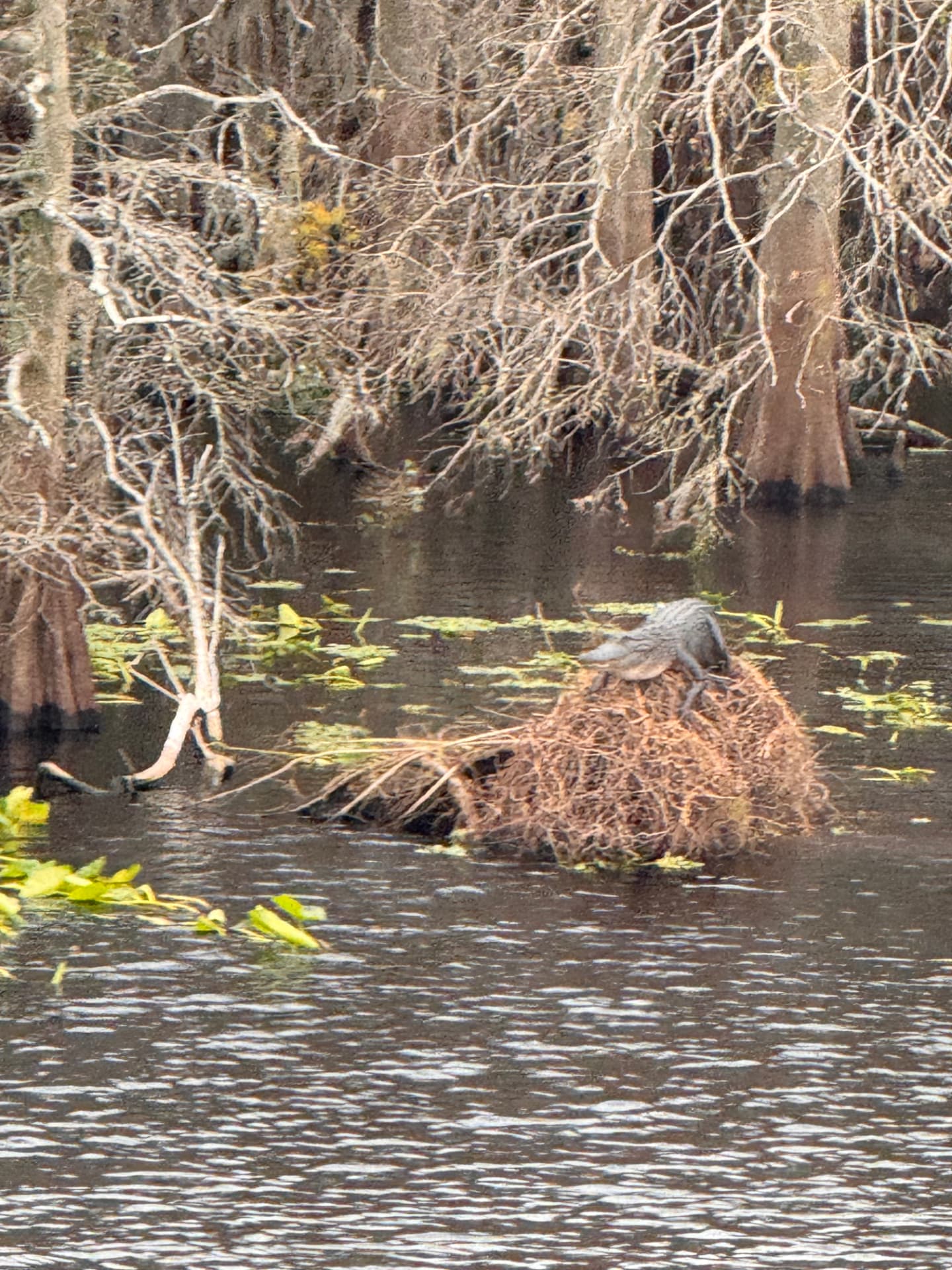 Alligator soaking up the sun on a fallen cypress tree