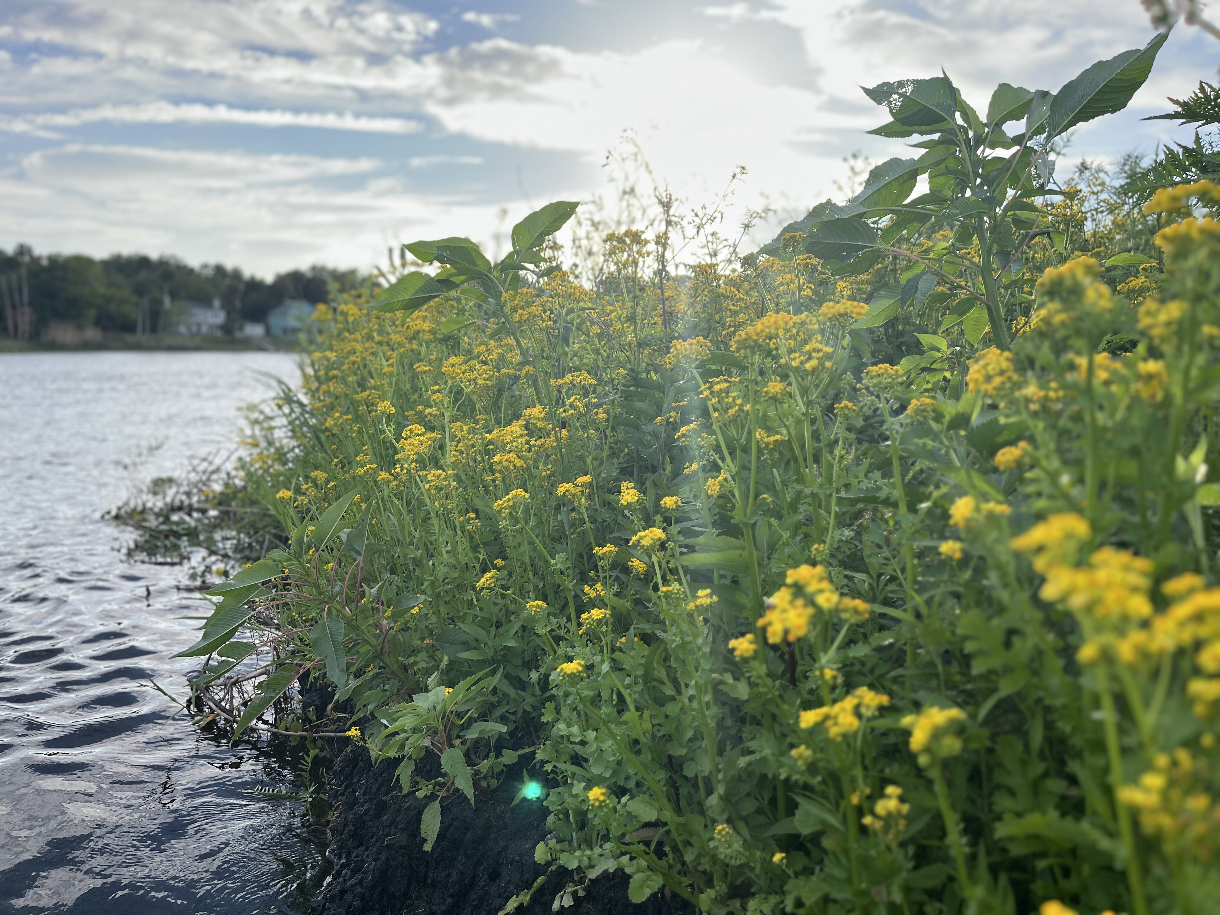 Yellow wildflowers blooming along the St. Johns River's edge at golden hour