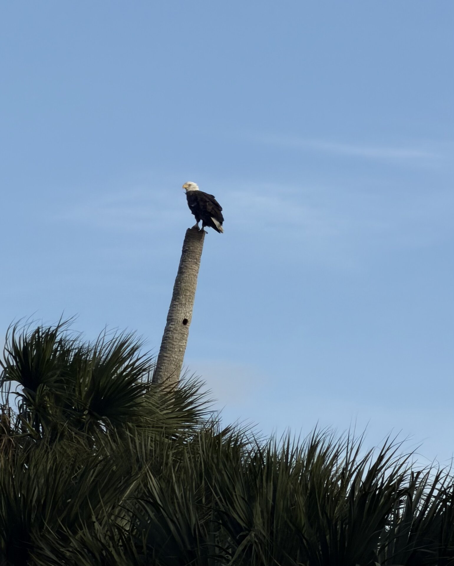 Bald eagle perched atop a tall palm tree against a blue Florida sky