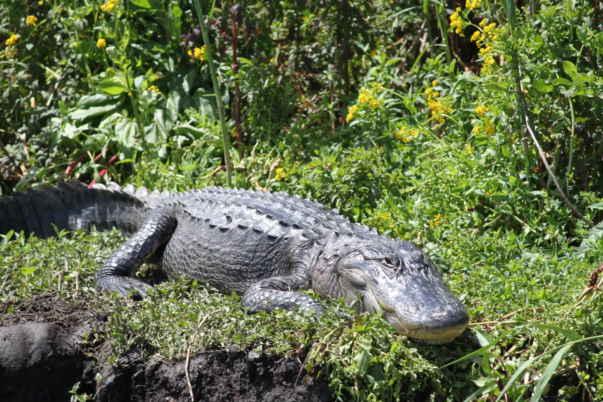 Large alligator resting on a green bank surrounded by yellow wildflowers