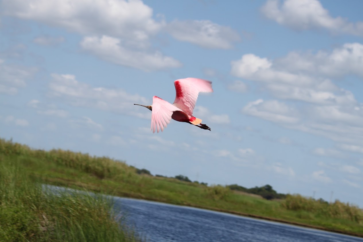 Roseate spoonbill in flight over the St. Johns River