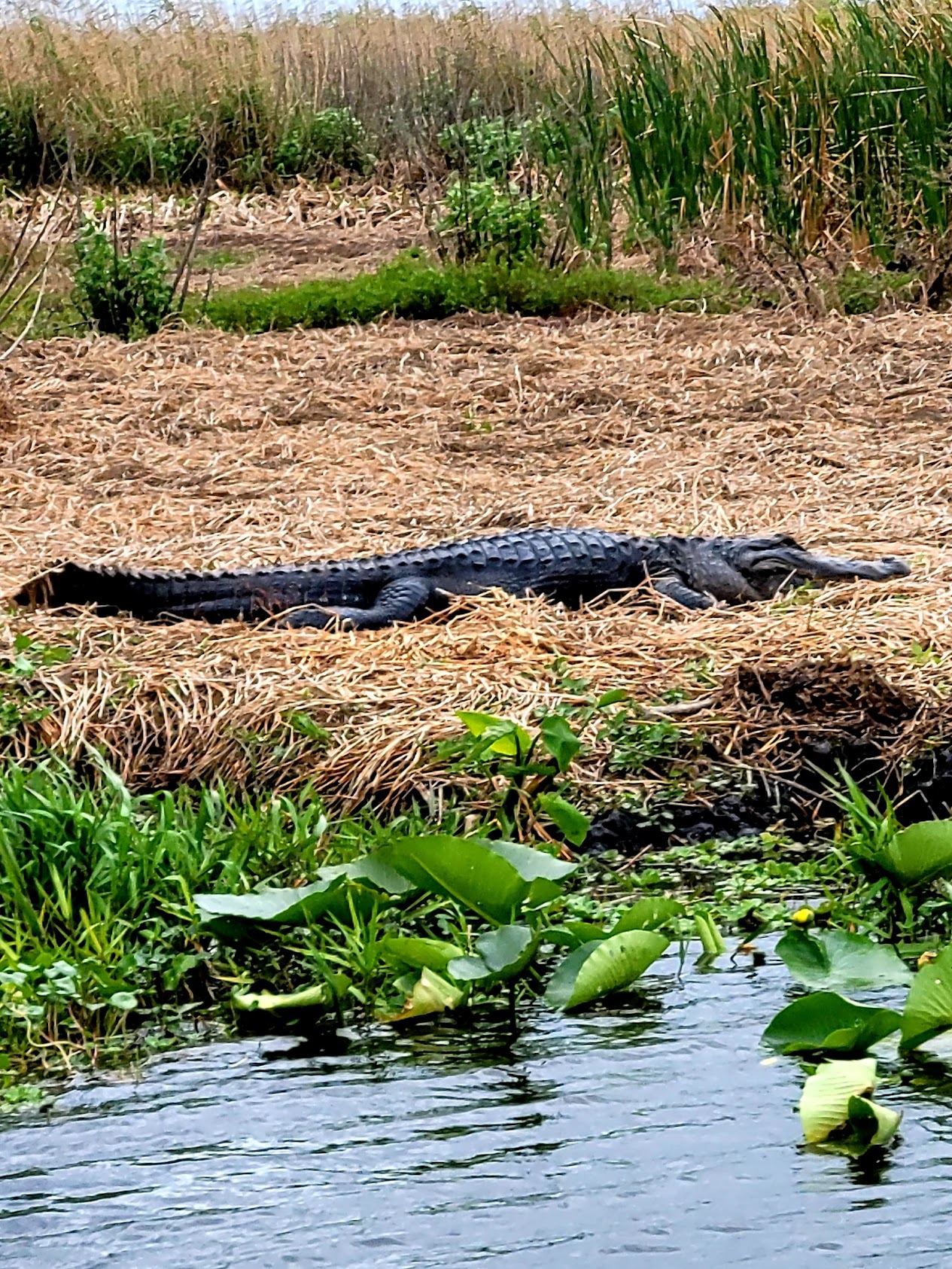 American alligator basking on the riverbank among lily pads
