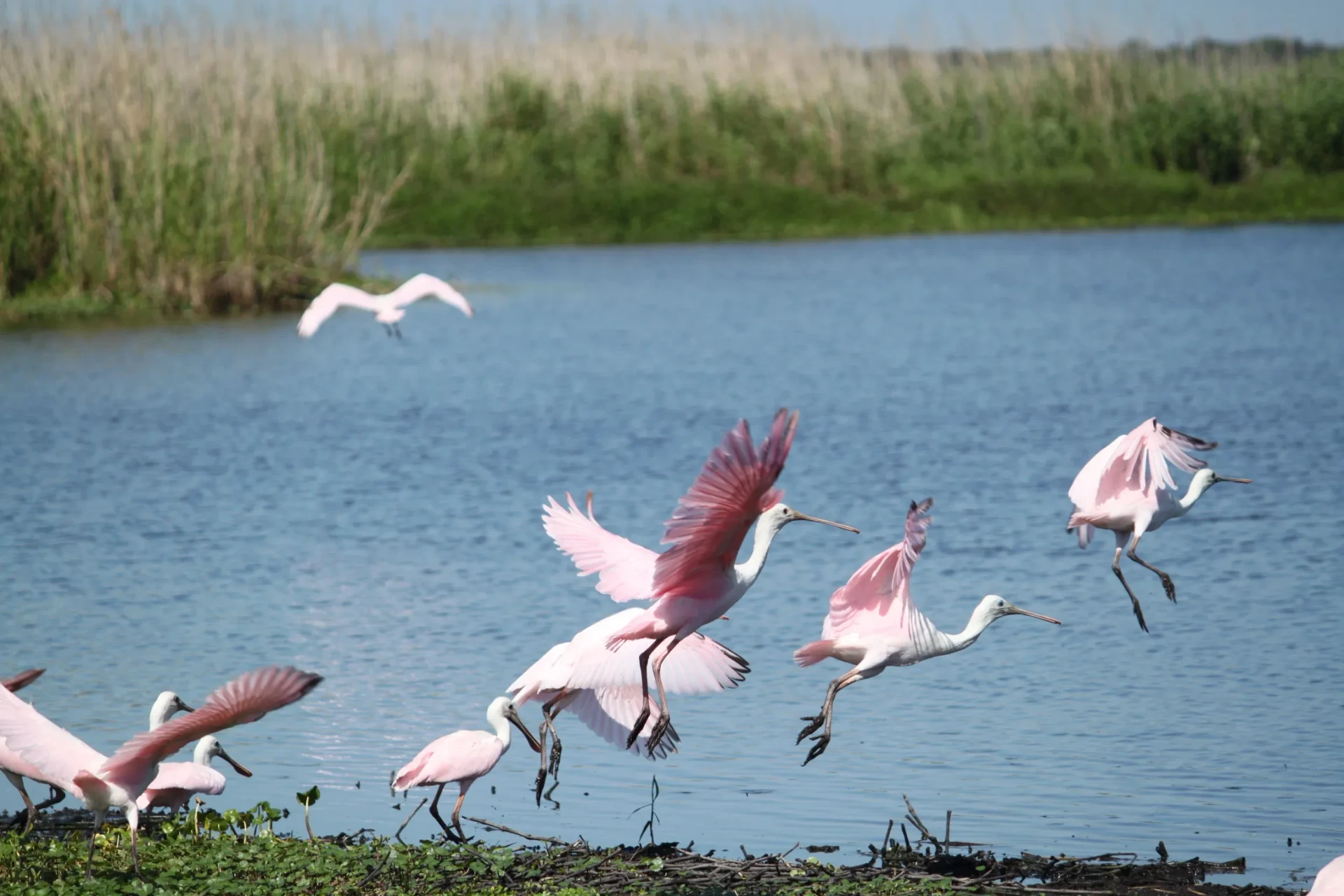 Flock of roseate spoonbills lifting off from the marsh edge on the St. Johns River