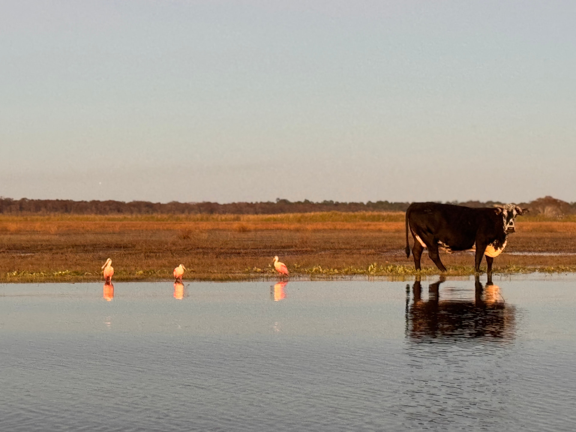 Roseate spoonbills and a cow wading in a flooded marsh at golden hour