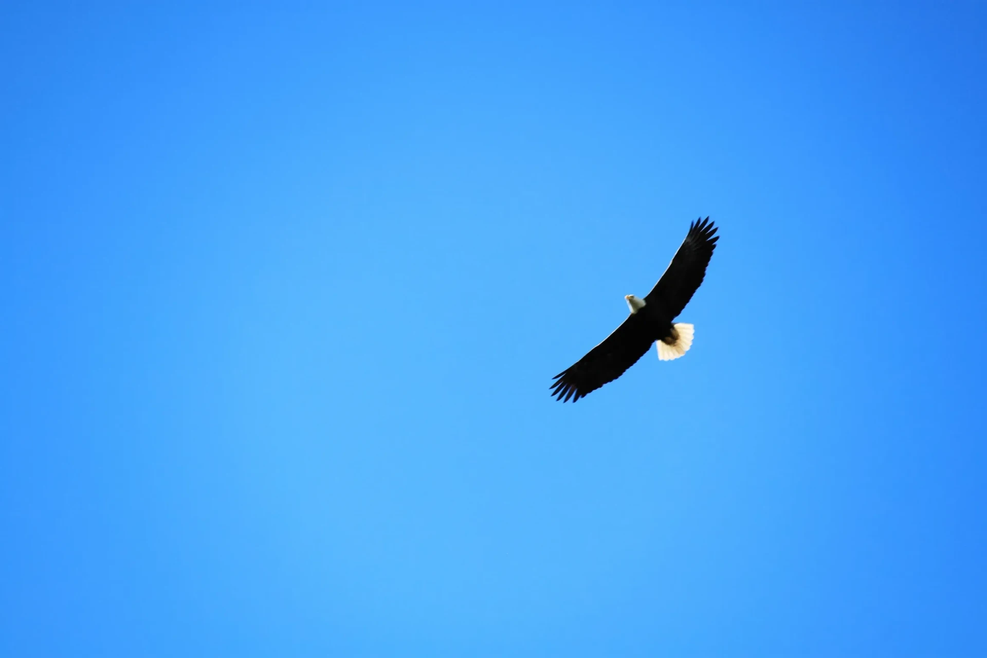 Bald eagle soaring against a clear blue Florida sky